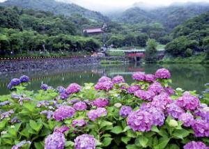 あじさいと補陀ヶ池