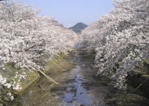 尾張富士と五条川桜