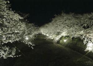 五条川　夜桜