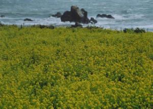 和地の菜の花畑