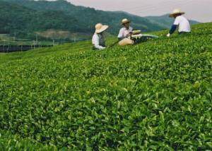 夏も近づく茶摘み