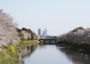 五条川の桜並木