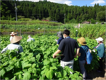 新規系統の現地ほ場を視察する研究会会員