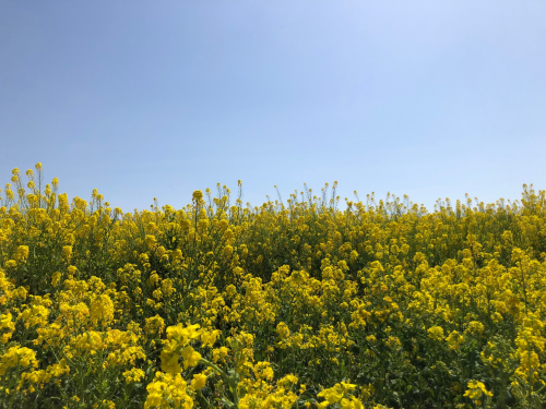 2022年3月16日撮影　田原市菜の花まつり