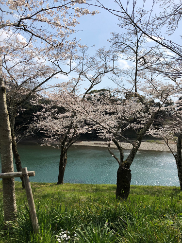 2021年3月26日撮影　新城市桜淵公園の桜