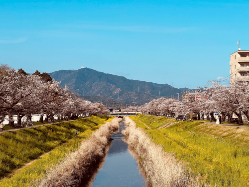 2022年4月5日撮影　豊川市 佐奈川土手の桜