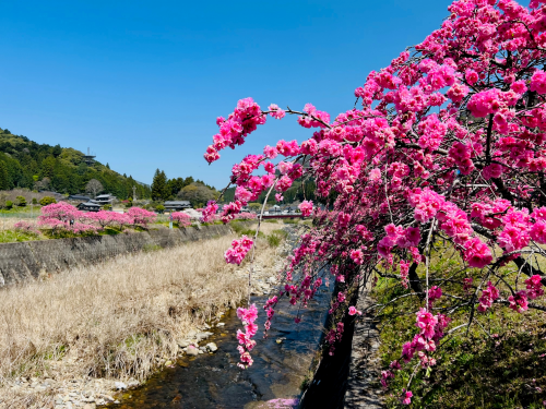 2022年4月8日撮影　新城市玖老勢（くろぜ）地区のしだれ花桃