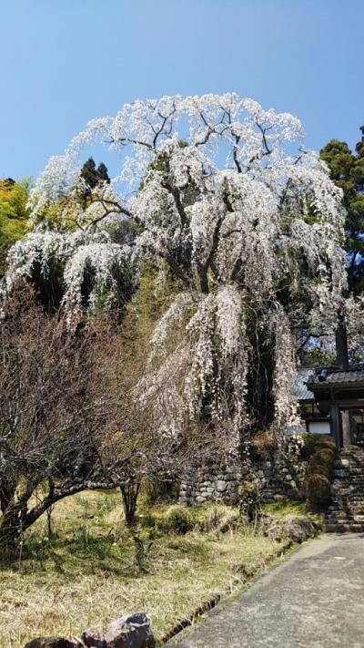 2022年4月8日撮影　設楽町田口地区福田寺（ふくでんじ）のしだれ桜