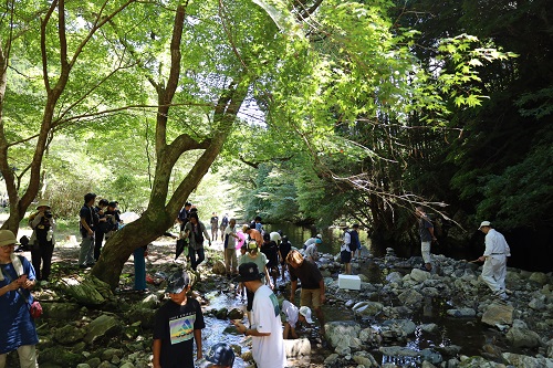 当貝津川支流での魚つかみ、川遊びの様子