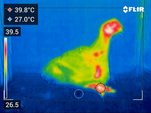 鶏の温度差