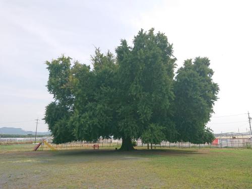 大和の大いちょう