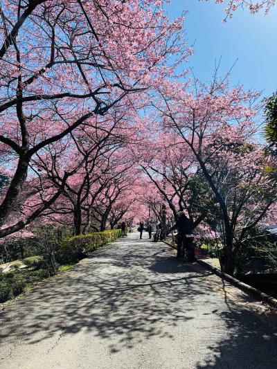 新城市内金地区の河津桜