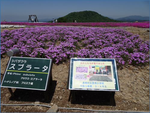 小学生の栽培したシバザクラ