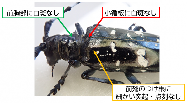 ツヤハダゴマダラカミキリ(戸田尚希氏撮影)