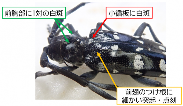 ゴマダラカミキリ(戸田尚希氏撮影)