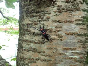 クビアカツヤカミキリ成虫1