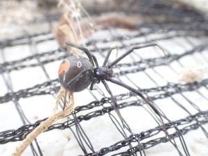 セアカゴケグモメス成体2