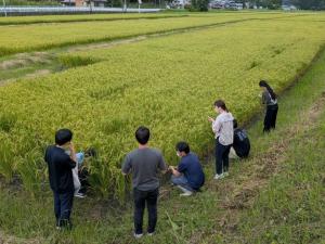 興味深くイネを間近で観察する蔵元関係者